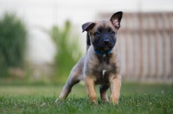 Focus Belrott