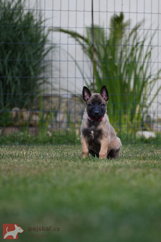 Belgický ovčák malinois