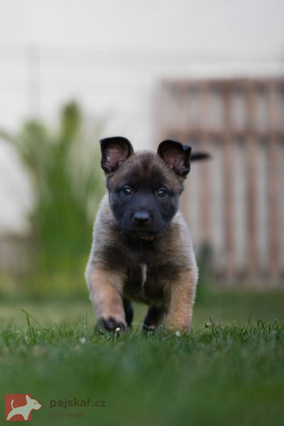 Belgický ovčák malinois