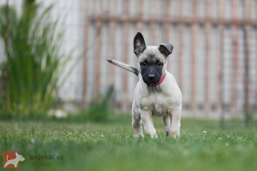 Belgický ovčák malinois
