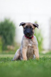Inzerce psů Belgický ovčák malinois