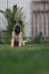 Belgický ovčák malinois