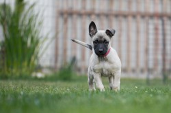 Belgický ovčák malinois