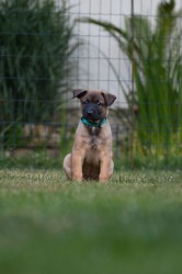Belgický ovčák malinois