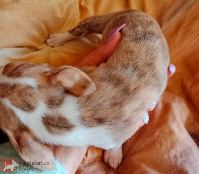 Čivava štěňata