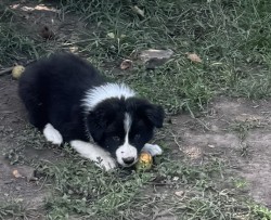 Inzerce psů Border kolie /  collie štěňátka s PP (FCI)
