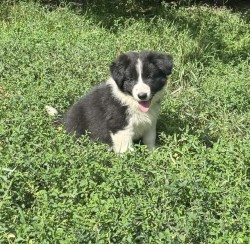 Border kolie /  collie štěňátka s PP (FCI)