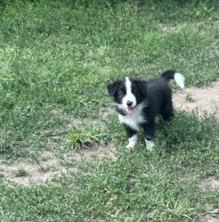 Border kolie /  collie štěňátka s PP (FCI)