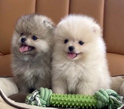 Inzerce psů Štěňata pomeraniana k odběru