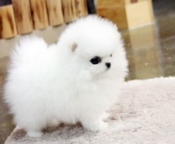 Štěňata pomeranian špice