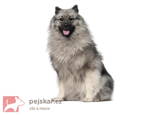 Keeshond