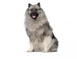 Inzerce psů Keeshond