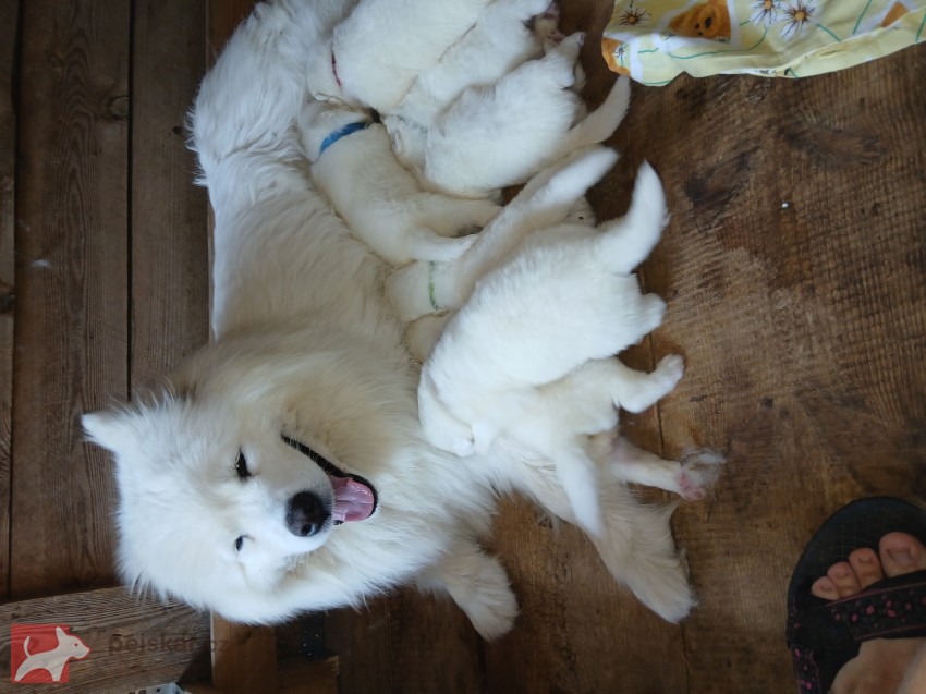 Samojed