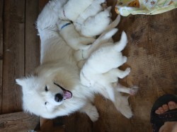 Inzerce psů Samojed