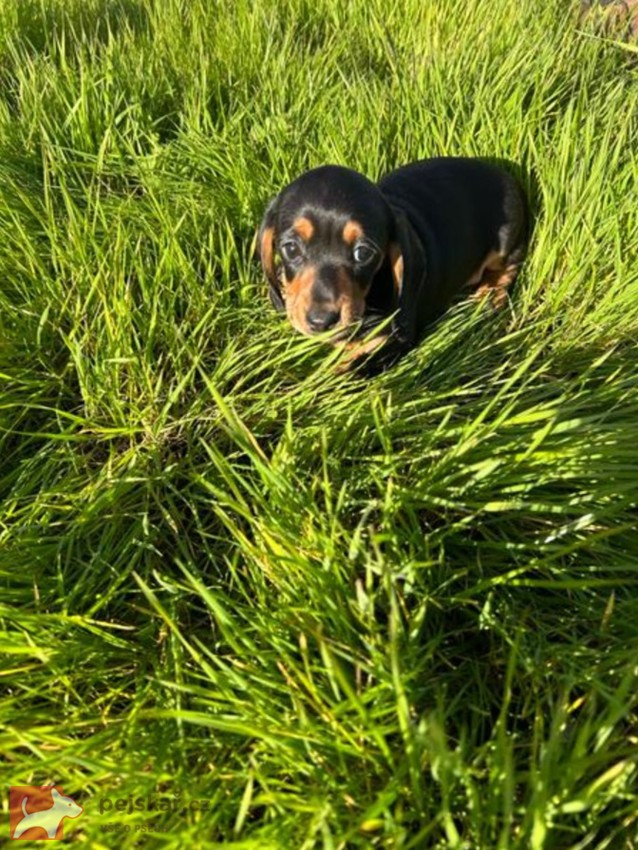 Jezevčík hladkosrstý trpasličí
