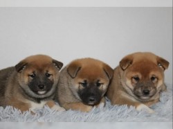 Inzerce psů Shiba Inu – štěňátka s průkazem původu (ČMKU/FCI)