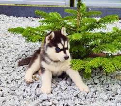 Inzerce psů štěňata Sibiřský husky