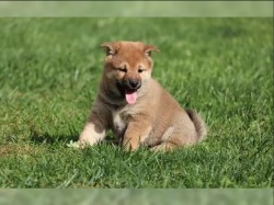 Inzerce psů Shiba Inu Štěňata