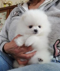 Inzerce psů Štěňata pomeranianů