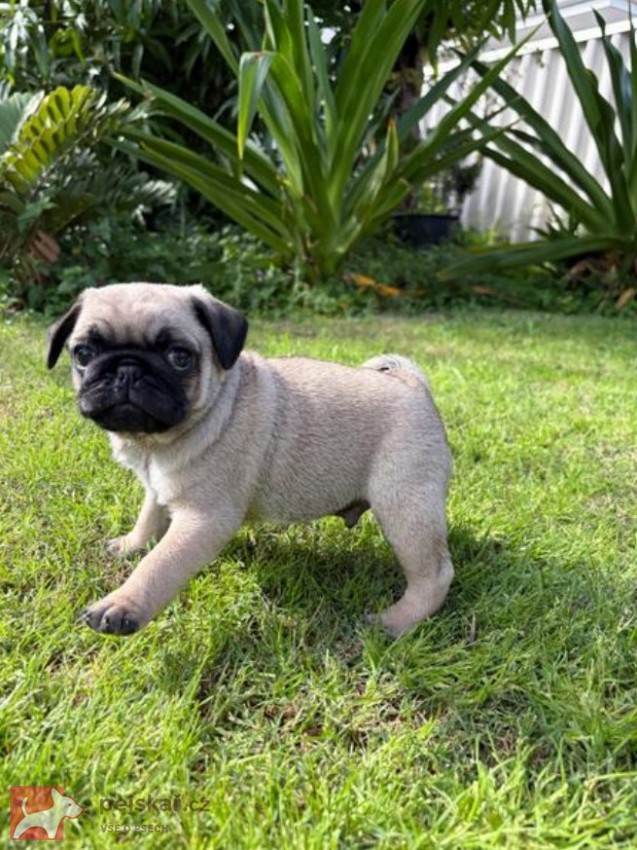 Mops