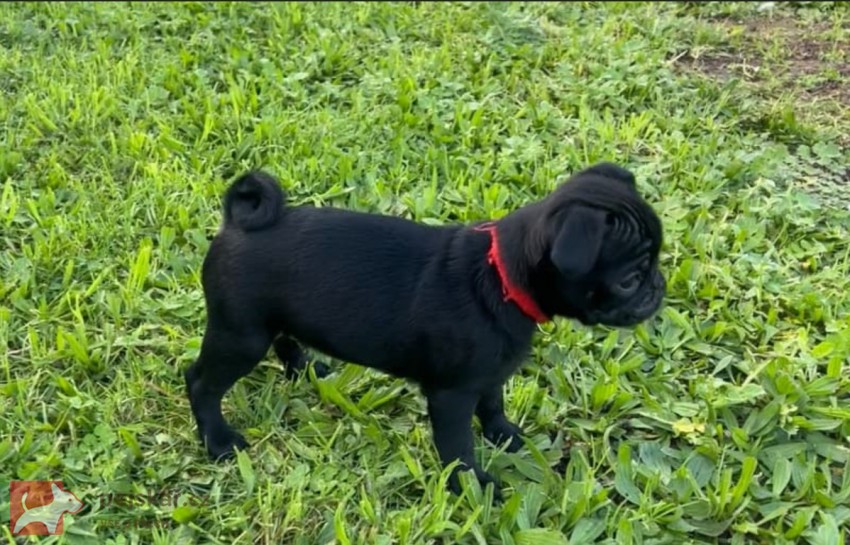 Mops