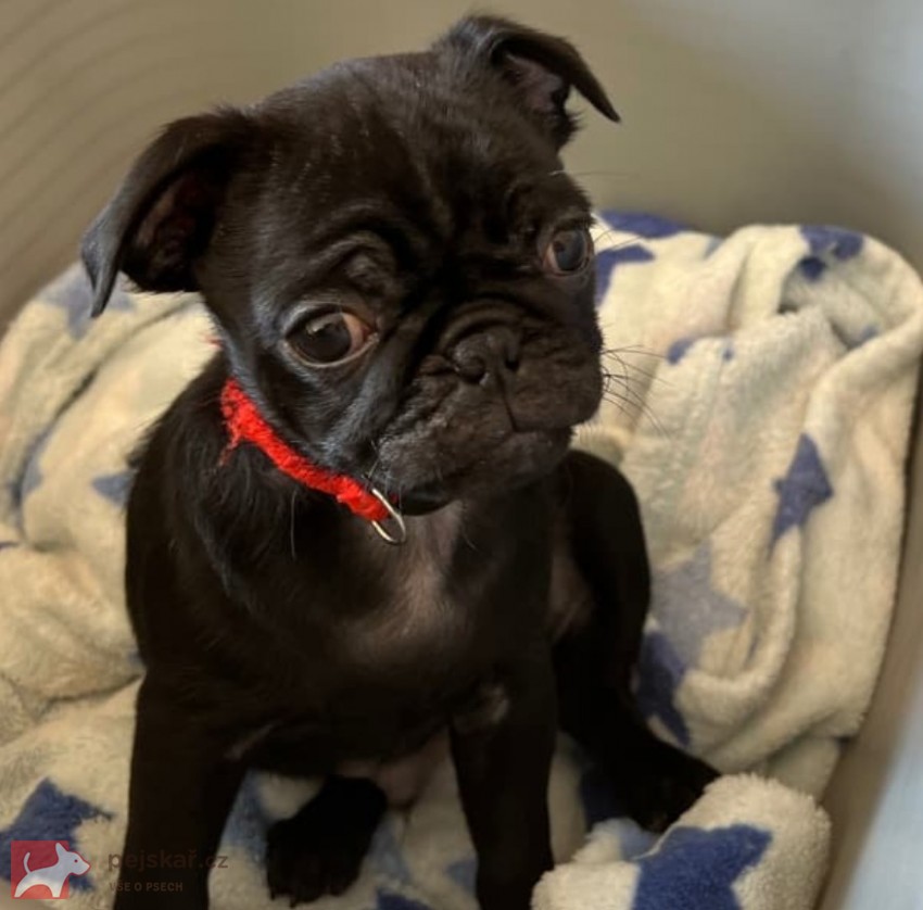 Mops