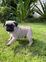 Mops
