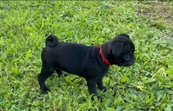 Mops