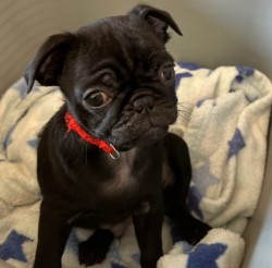 Mops