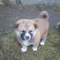 Inzerce psů Akita-Inu krásná fenka