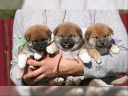 Inzerce psů štěňata shiba inu