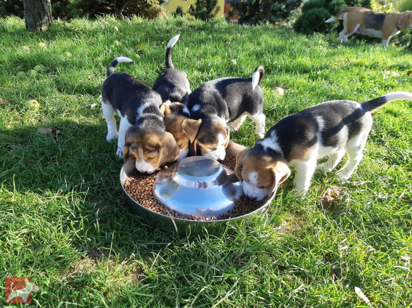 11týdenní čistokrevná štěňátka Beagle