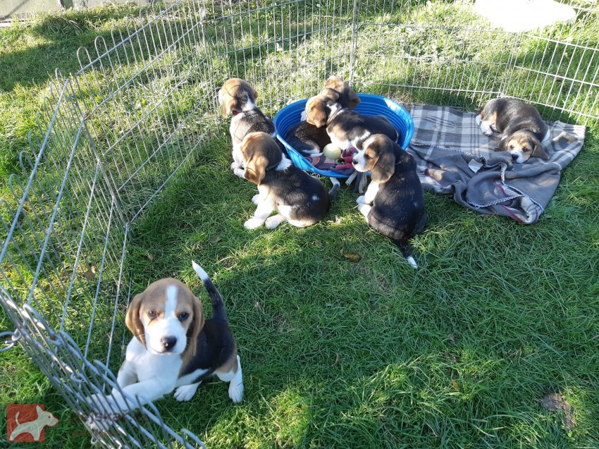 11týdenní čistokrevná štěňátka Beagle