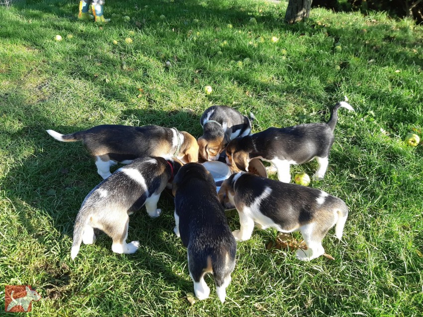 11týdenní čistokrevná štěňátka Beagle