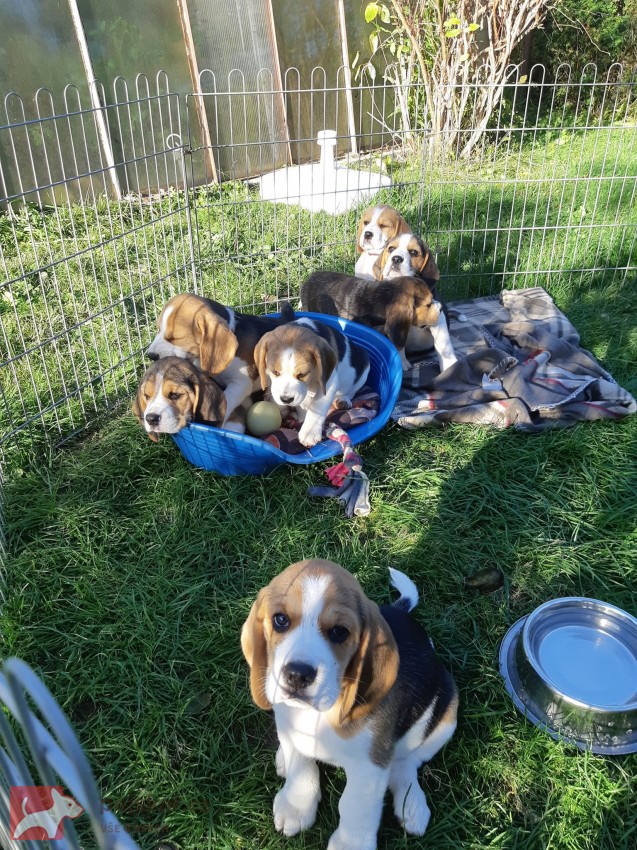 11týdenní čistokrevná štěňátka Beagle