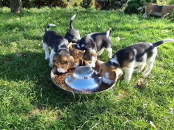 Inzerce psů 11týdenní čistokrevná štěňátka Beagle
