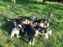 11týdenní čistokrevná štěňátka Beagle