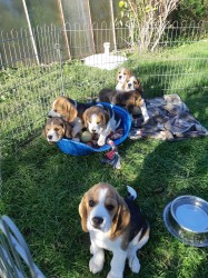 11týdenní čistokrevná štěňátka Beagle