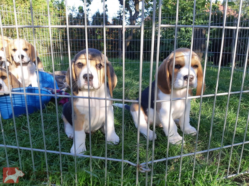 Beagle štěňata