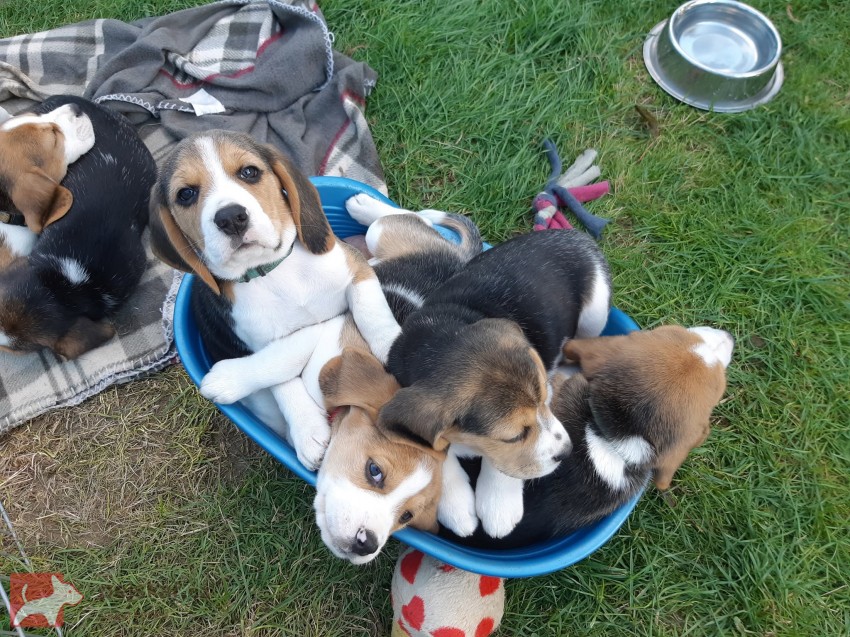 Beagle štěňata