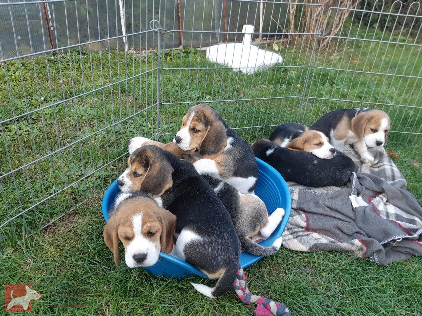 Beagle štěňata