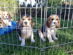 Inzerce psů Beagle štěňata