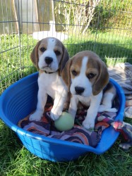 Beagle štěňata