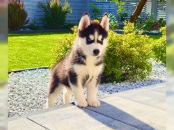 Inzerce psů Sibiřský husky štěňátka s PP