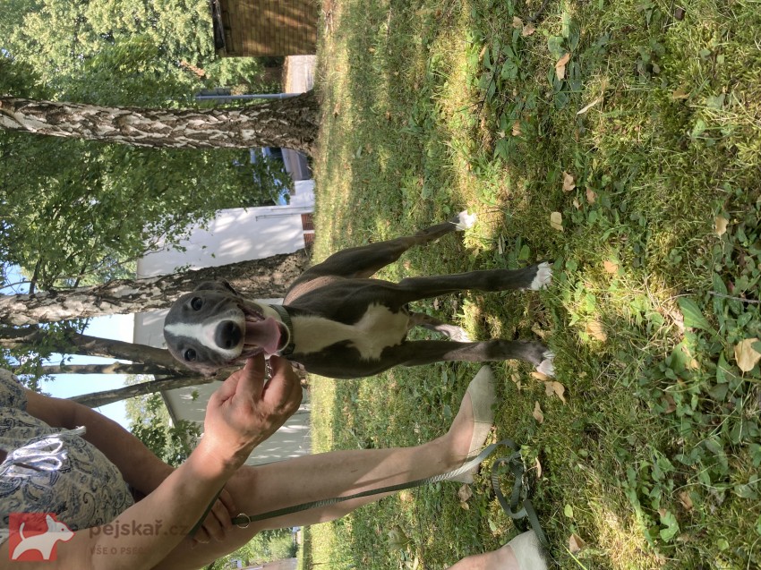 Whippet