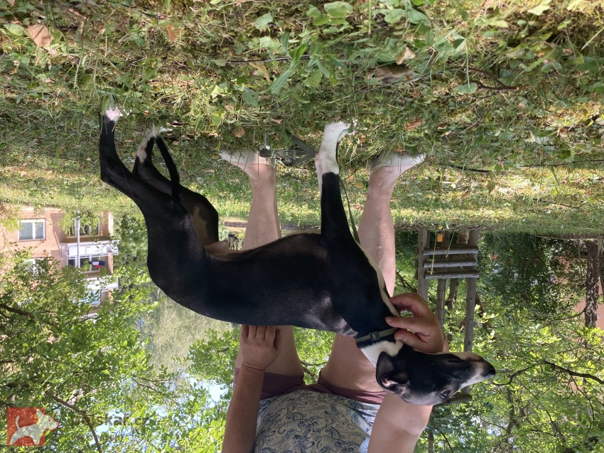 Whippet