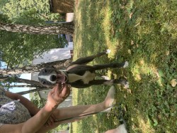 Inzerce psů Whippet