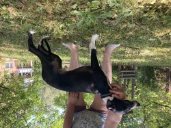 Whippet