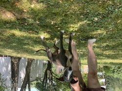 Inzerce psů Whippet