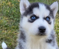 Inzerce psů Sibiřský Husky - prodám štěňátka bez pp